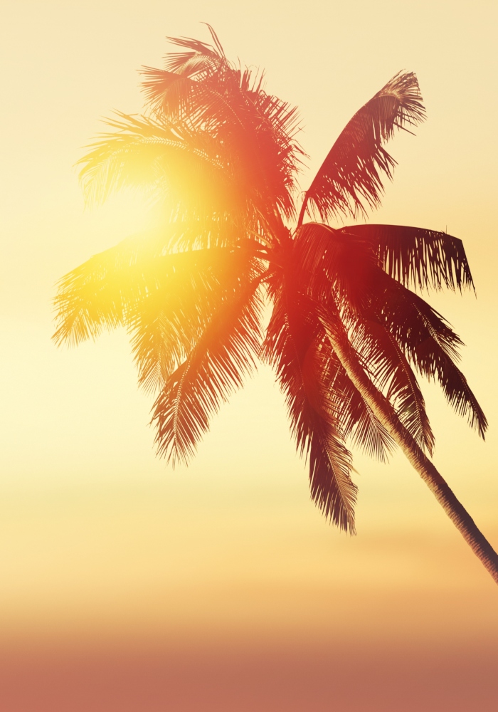 sunlight shining through palm tree